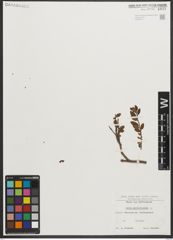 Foto von Salix myrtilloides L.